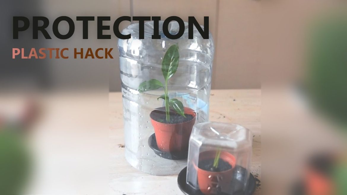 Plastic bottle cover for protection | propagation | house plants and indoor gardening Plastic bottle cover for protection | propagation | house plants and indoor gardening