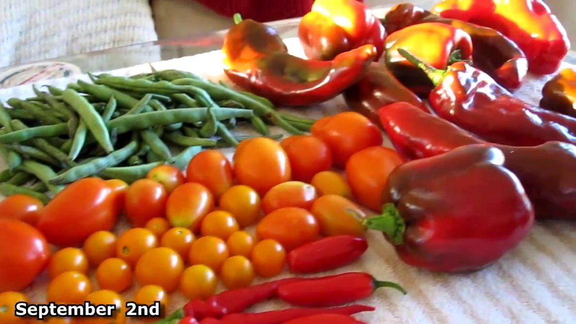 Garden HARVEST September UPDATE Hurricane Florence prep container gardening survivalist prepper