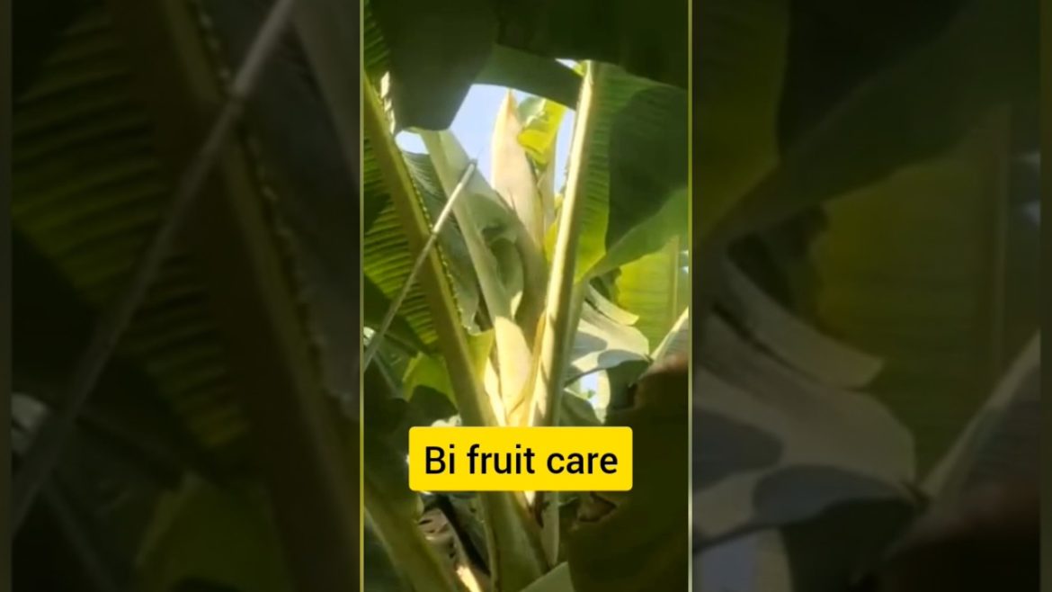 Banana Bi fruit care#fruitcare#shorts