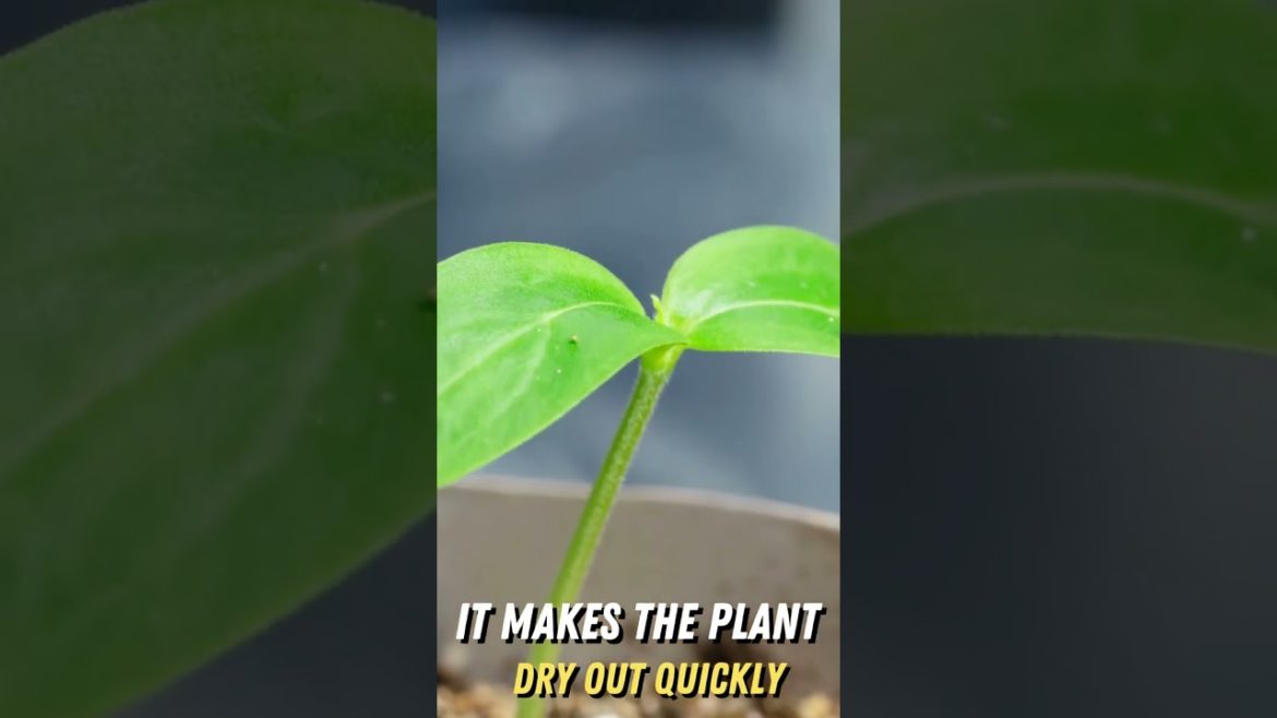 š®Start Watering Your Seedlings Like This – I WISH I KNEW THIS BEFOREš„ #shorts #gardening š®Start Watering Your Seedlings Like This - I WISH I KNEW THIS BEFOREš„ #shorts #gardening