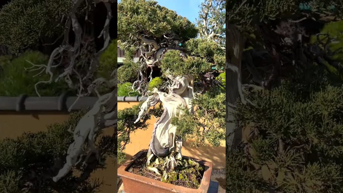 【春花園 盆栽】Shunkaen Beautiful BINSAI Vol.2 2023年 #shorts 【春花園 盆栽】Shunkaen Beautiful BINSAI Vol.2 2023年 #shorts