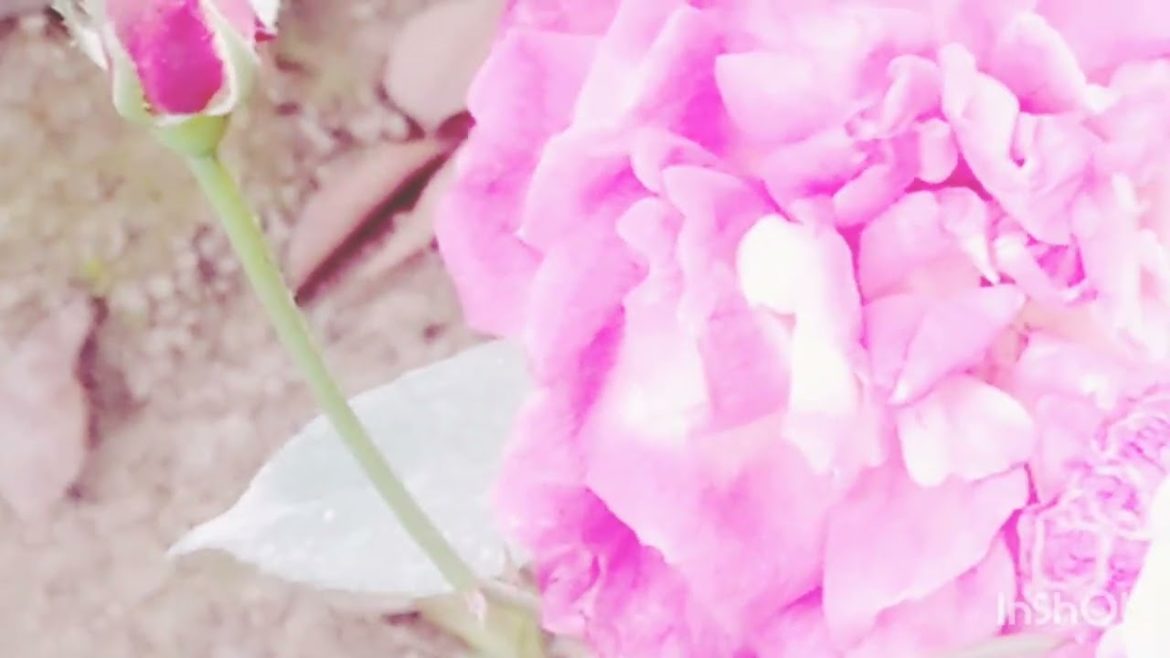 Rose Gardening terrace. Garden design and ideas. #viral #viralvideo #gardening #rose #design . Rose Gardening terrace. Garden design and ideas. #viral #viralvideo #gardening #rose #design .