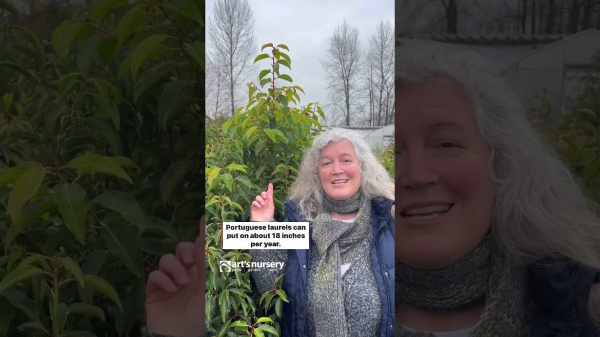 Laurel Trees 101: The Ultimate Guide to Planting, Care and Maintenance Laurel Trees 101: The Ultimate Guide to Planting, Care and Maintenance