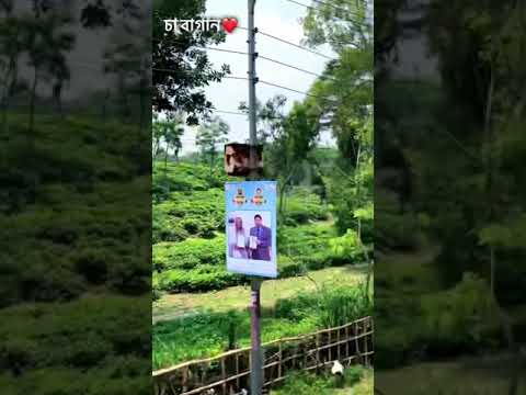 How to Gardener: Tips for A Successful Garden How to Gardener: Tips for A Successful Garden