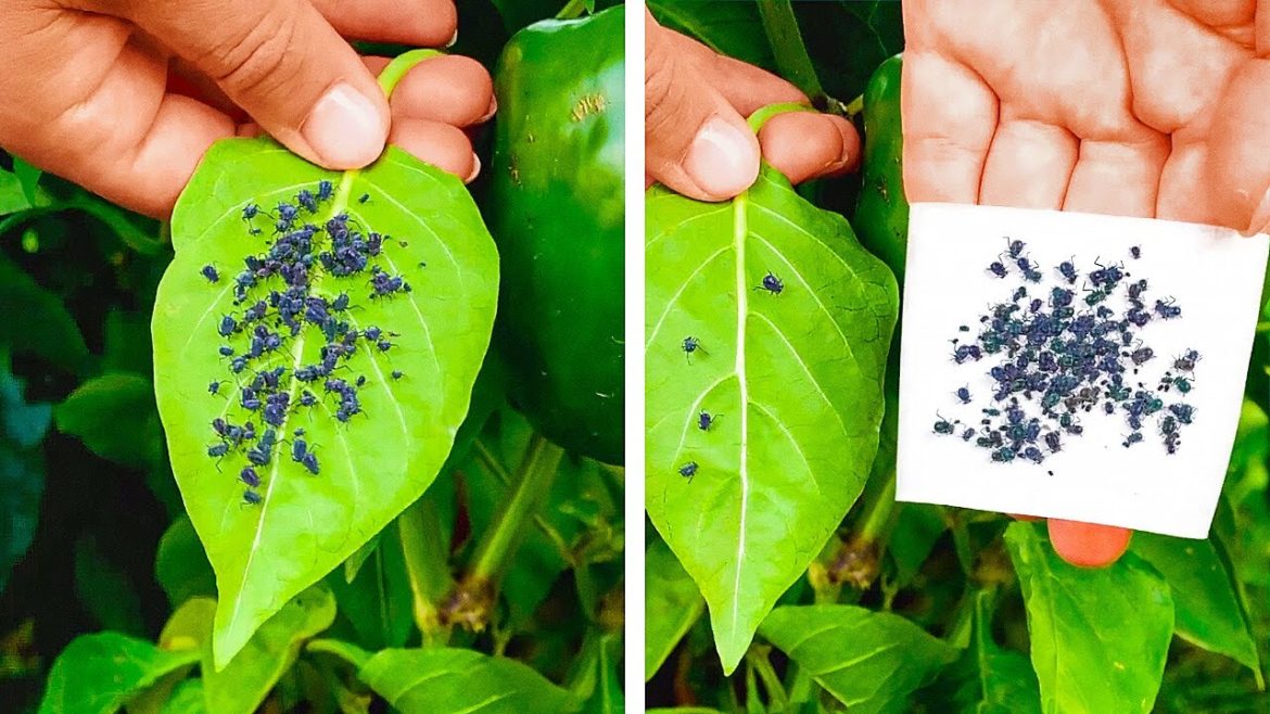 SIMPLE PEST CONTROL HACKS TO SAVE YOUR GARDEN AND HOME SIMPLE PEST CONTROL HACKS TO SAVE YOUR GARDEN AND HOME