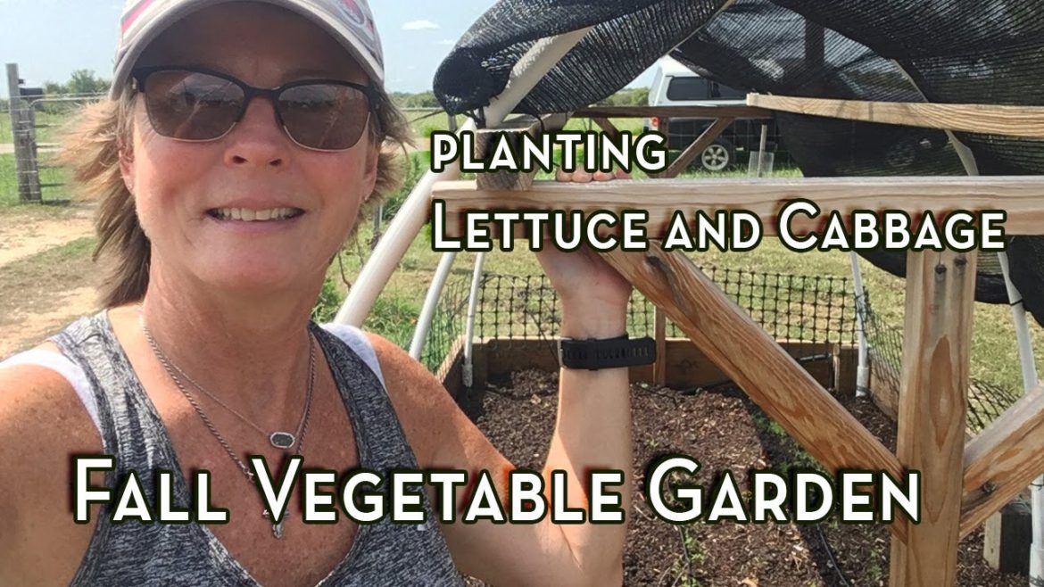 Planting Lettuce and Cabbage for Fall Vegetable Garden in Raised Beds