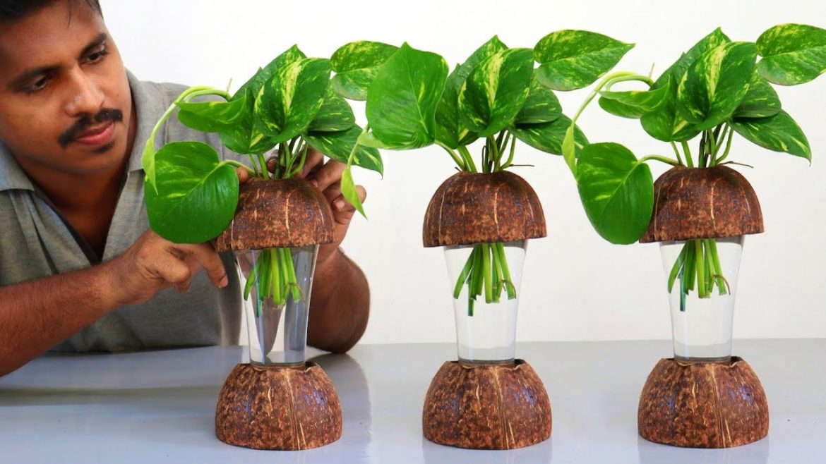 Easy & Best Planter Ideas Using Coconut Shells | Indoor Plants Decoration