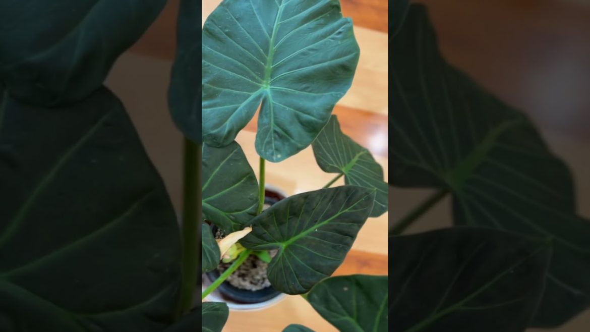 Alocasia Regal Shield Alocasia Regal Shield