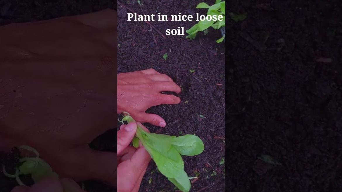 How to Grow Lettuce #shorts #plants #garden #gardening