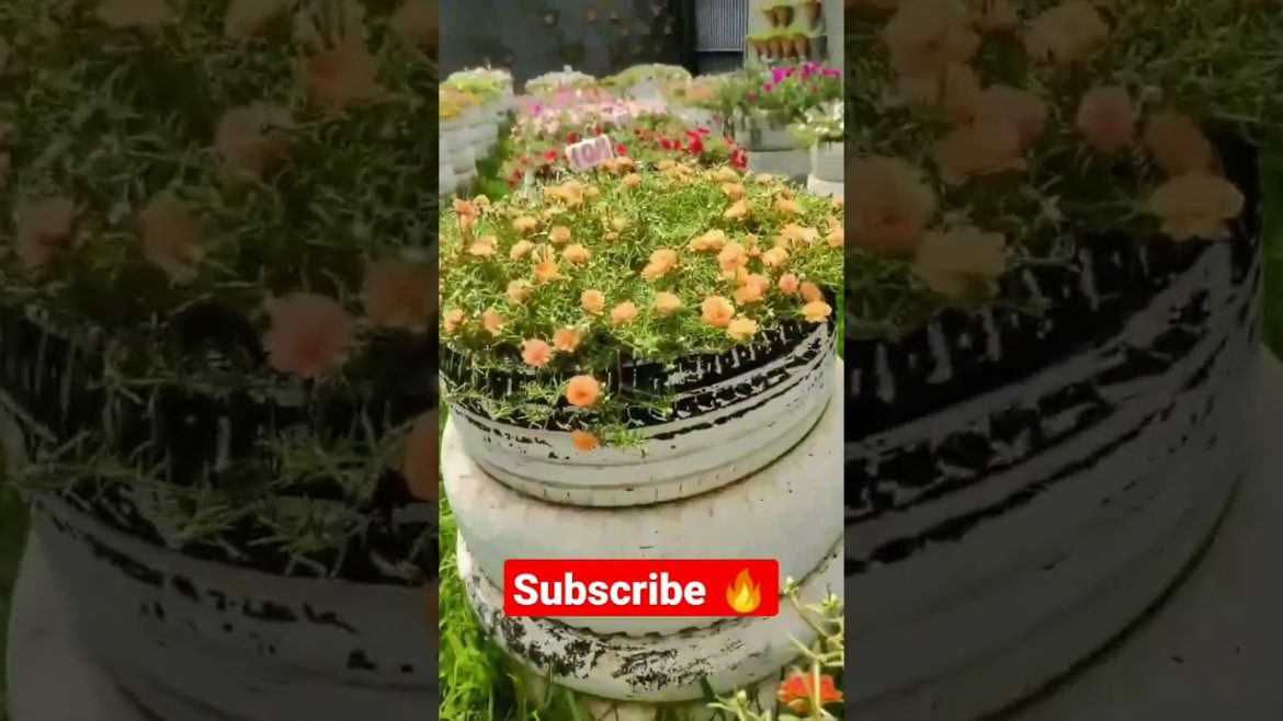 portulaca😍🔥🔥#viral #shorts #short #garden #gardening #gardeningtips #portulaca #ytshorts #plants portulaca😍🔥🔥#viral #shorts #short #garden #gardening #gardeningtips #portulaca #ytshorts #plants
