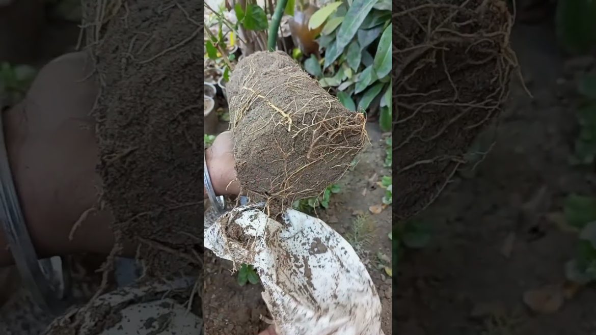 Repotting Mogra #shorts #short #youtubeshorts #gardening Repotting Mogra #shorts #short #youtubeshorts #gardening