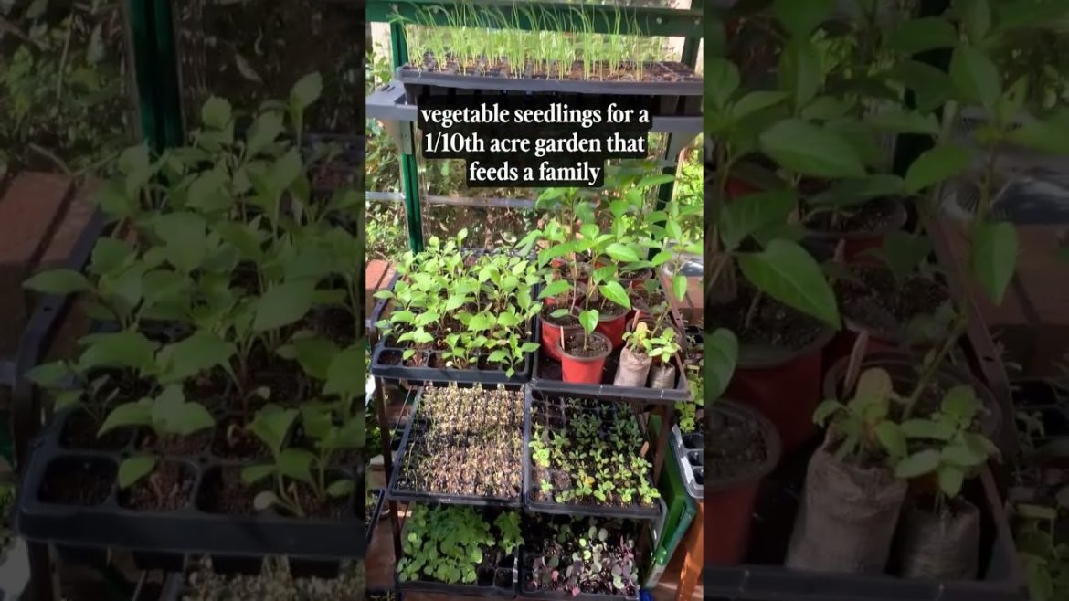 Backyard Greenhouse Interior Reveal! #shorts