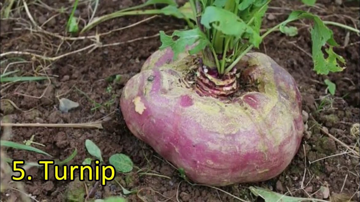 Grow these Vegetables RIGHT NOW !!! || Vegetable Gardening for Beginners | Vegetable gardening Ideas Grow these Vegetables RIGHT NOW !!! || Vegetable Gardening for Beginners | Vegetable gardening Ideas