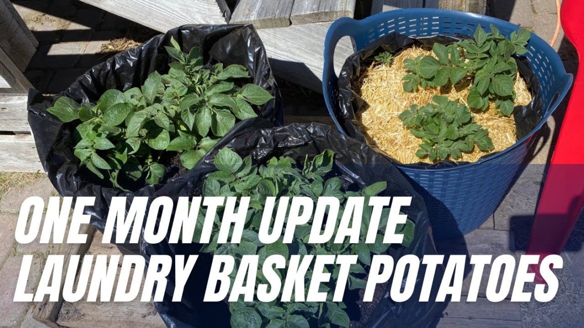 CONTAINER GARDENING – One Month UPDATE – Using a DOLLAR Store Laundry Basket Container CONTAINER GARDENING - One Month UPDATE - Using a DOLLAR Store Laundry Basket Container