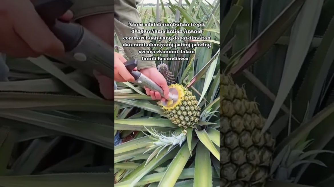 Asal Buah NANAS || ANANAS COMOSUS #shorts #fruit #fyp #gardening #reels #agriculture @faktabuah87