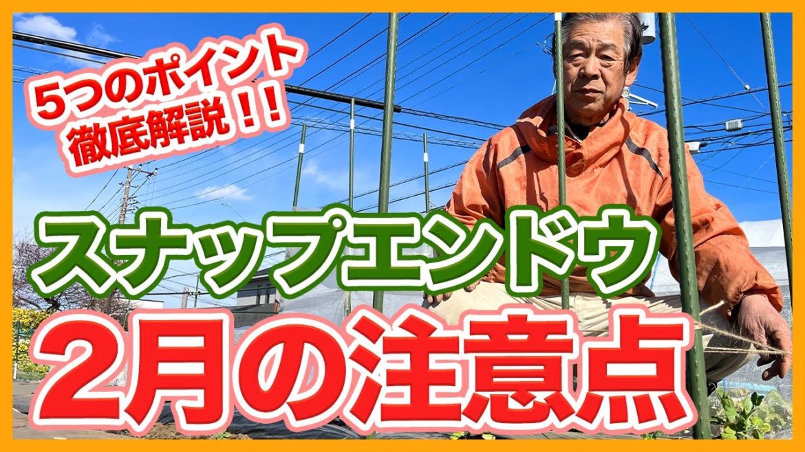 家庭菜園や農園のスナップエンドウ栽培は2月が成功の分かれ目!栽培で注意したいポイント5選!【農園ライフ】/Tips for caring for snap peas in February. 家庭菜園や農園のスナップエンドウ栽培は2月が成功の分かれ目!栽培で注意したいポイント5選!【農園ライフ】/Tips for caring for snap peas in February.
