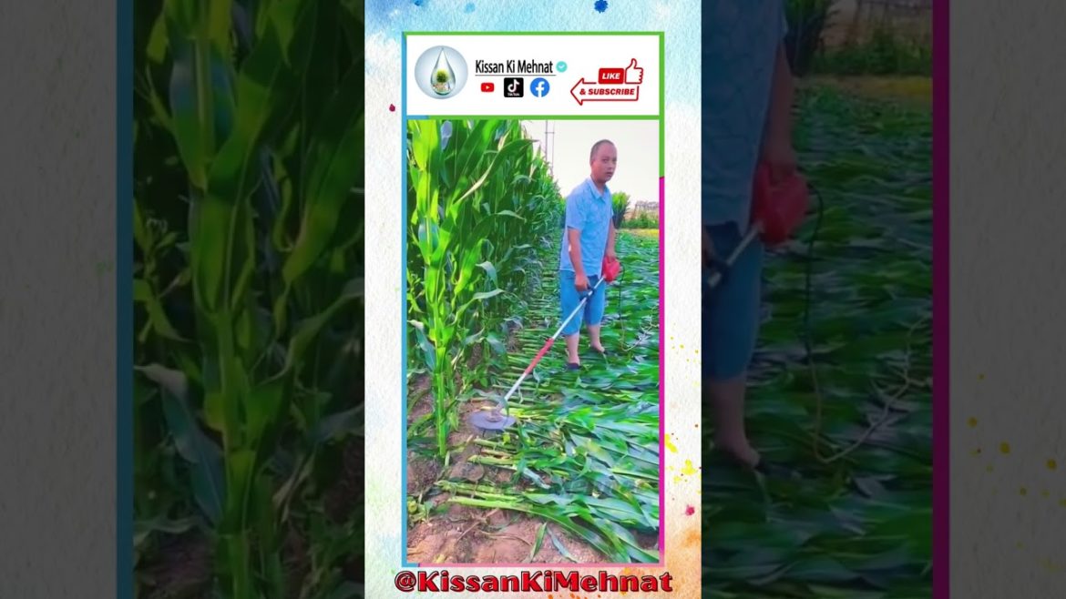 Agriculture Machine | Corn Cutter Machine | Corn Harvester