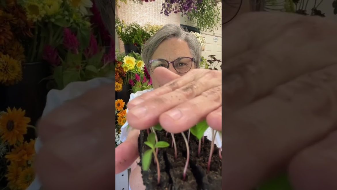 I love seedlings so much, I even do videos with them ππ€£ππ€£. I love seedlings so much, I even do videos with them ππ€£ππ€£.