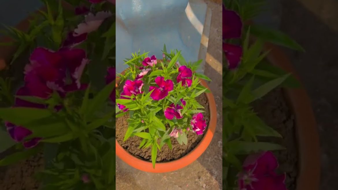 How to Gardener: Tips for A Successful Garden How to Gardener: Tips for A Successful Garden
