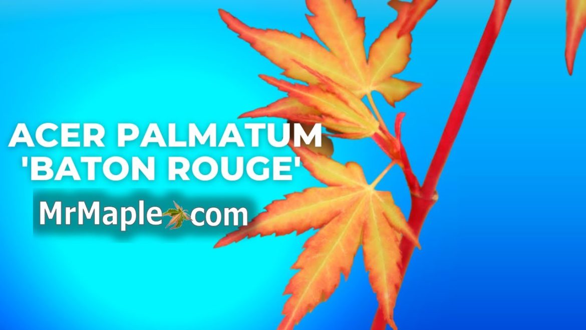 Acer palmatum 'Baton Rouge' | Red Bark Japanese Maple | MrMaple Clips