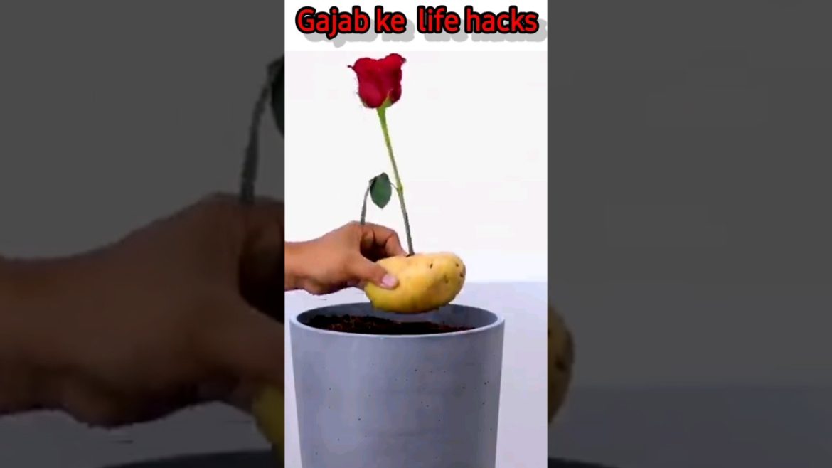 Grow Your Roses With This Hack #Shorts #crazyxyz #mrindianhacker #blossom #tuperaz Grow Your Roses With This Hack #Shorts #crazyxyz #mrindianhacker #blossom #tuperaz
