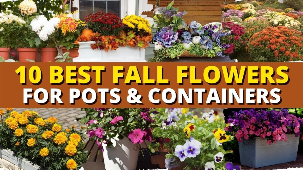 10 Best Fall Flowers for Pots and Containers 🍁🍃FALL GARDEN IDEAS 💕