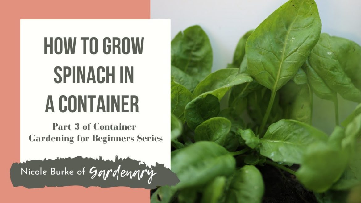 How to Grow Spinach in a Container - Part 3 of Container Gardening for Beginners Series