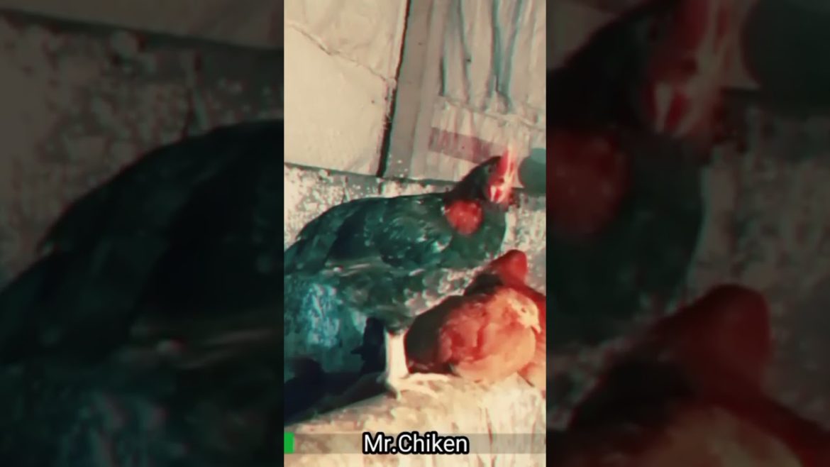 “Raising Sonali Murgi: A Beginner's Guide to Keeping a Productive and Healthy Flock” "Raising Sonali Murgi: A Beginner's Guide to Keeping a Productive and Healthy Flock"