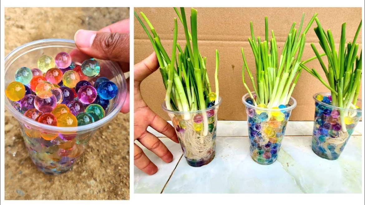 Smart gardening tips - grow onions from the roots they throw away at the market