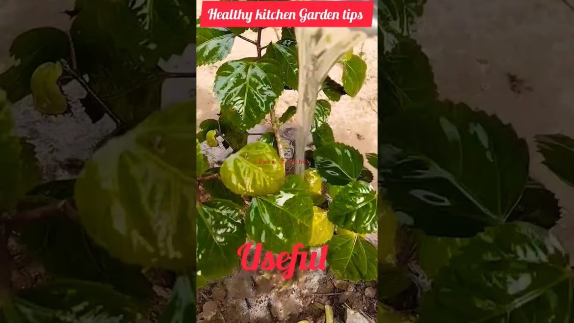 ⏩ Useful kitchen Garden Tips || ASMR #shorts #parmkitchen