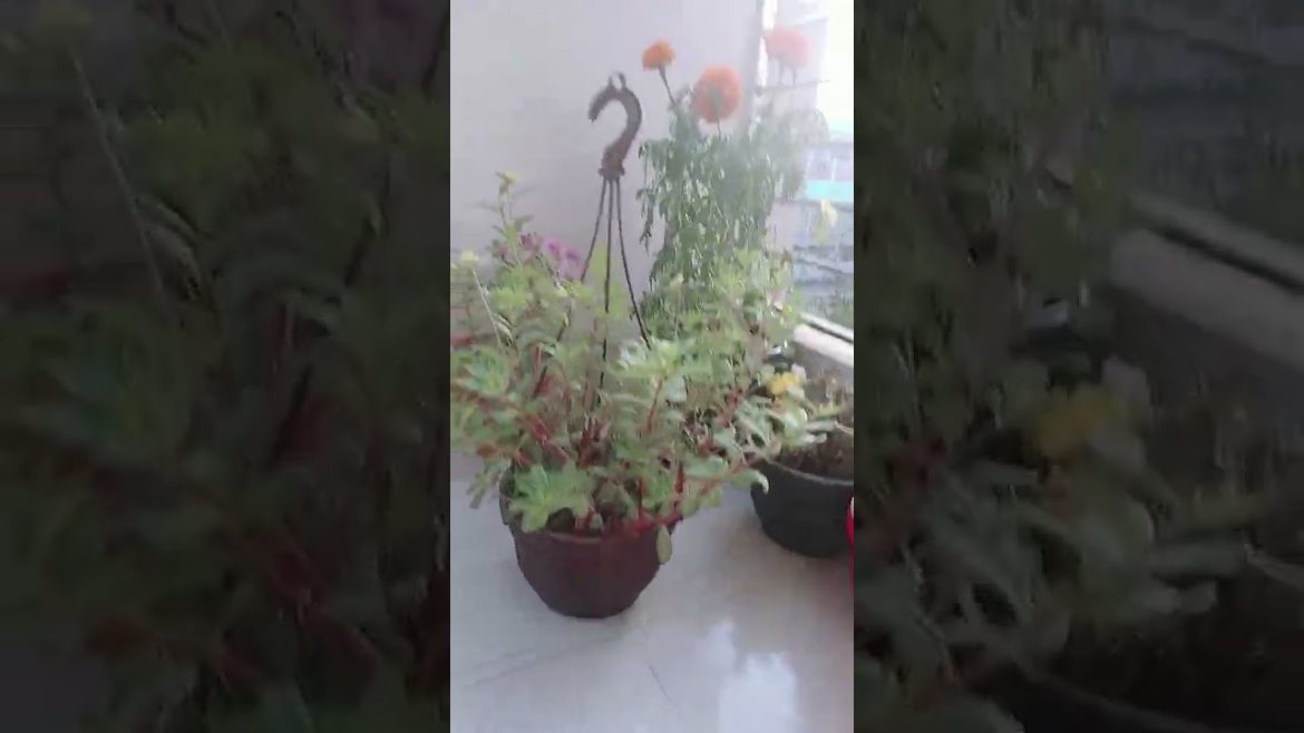 How to Gardener: Tips for A Successful Garden