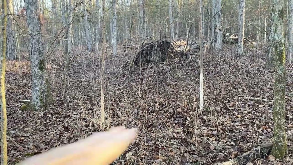 Quick Update from the Woods