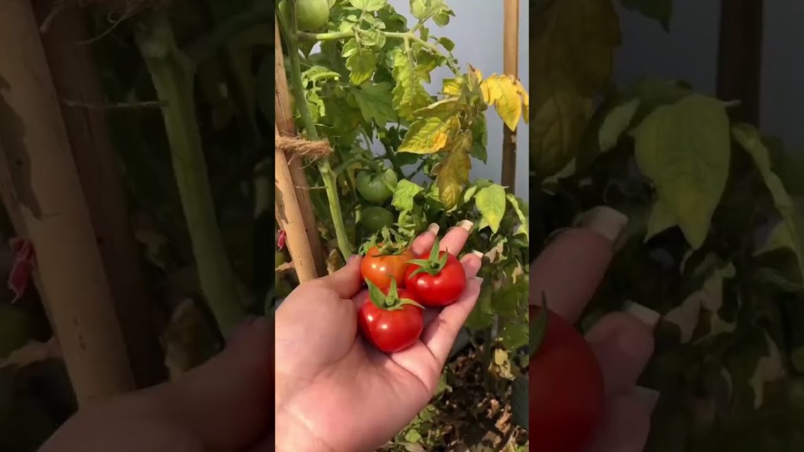 How to Gardener: Tips for A Successful Garden How to Gardener: Tips for A Successful Garden