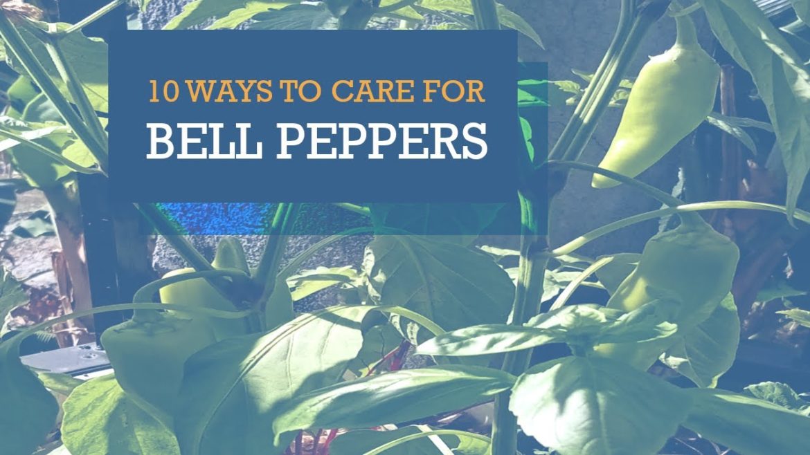 Container Gardening: 10 Ways To Care For Bell Pepper Plants Container Gardening: 10 Ways To Care For Bell Pepper Plants