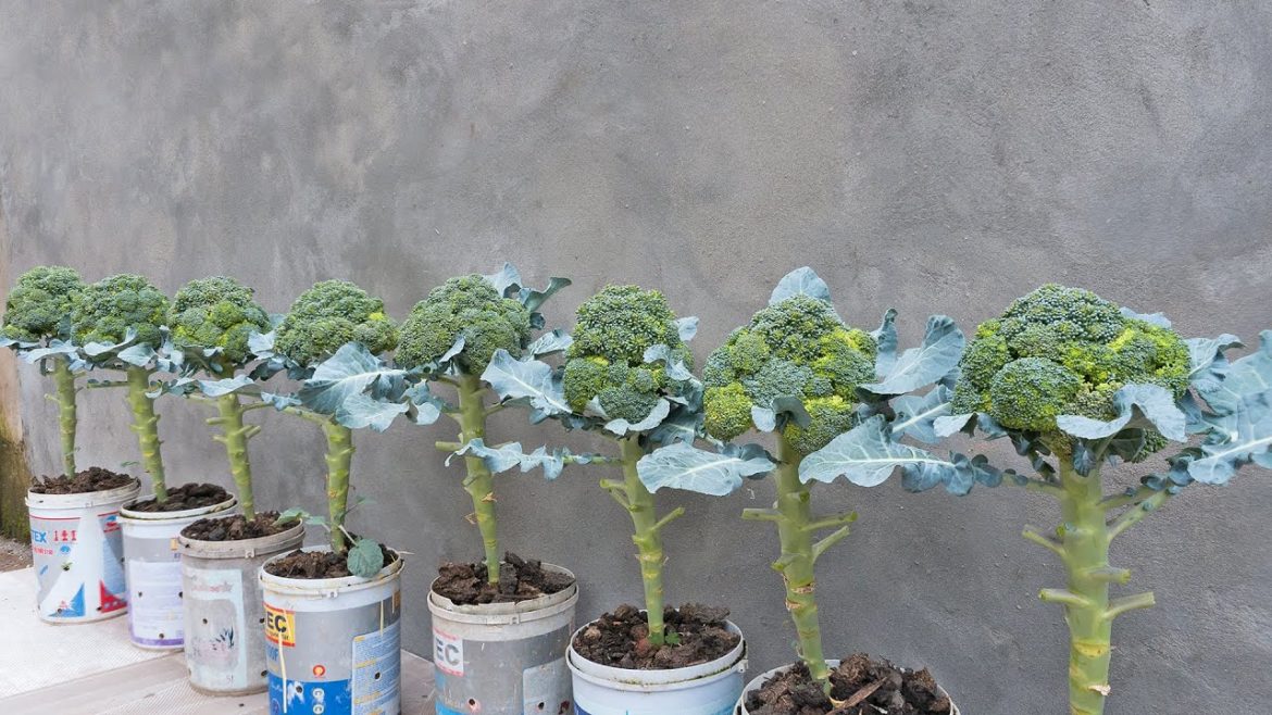 Grow broccoli in a tiny plastic container, it was unbelievable that it still have such a high yield Grow broccoli in a tiny plastic container, it was unbelievable that it still have such a high yield