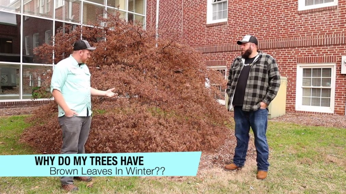 Why Are The Leaves Brown On My Japanese Maples In The Winter | MrMaple Clips