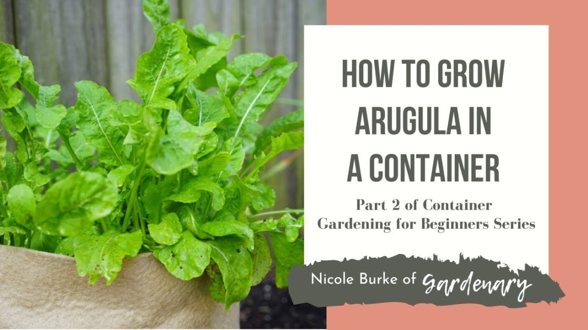 How to Grow Arugula in a Container – Part 2 of Container Gardening for Beginners Series How to Grow Arugula in a Container - Part 2 of Container Gardening for Beginners Series