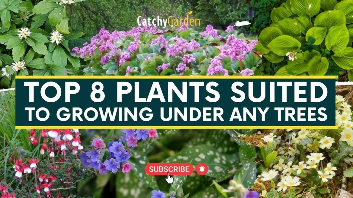 Top 8 Plants Suited To Growing Under Any Trees πΊπ³πΈ // Gardening Tips Top 8 Plants Suited To Growing Under Any Trees πΊπ³πΈ // Gardening Tips