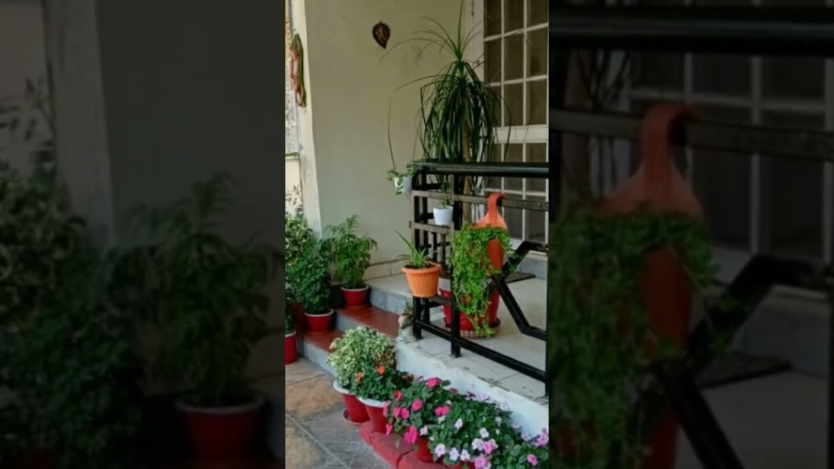 garden design  #shorts  #youtubeclips #design #shortsvideo garden design  #shorts  #youtubeclips #design #shortsvideo