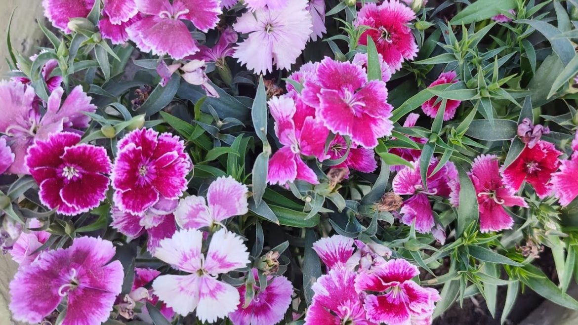 Dianthus Flower blooming on my front yard ๐ธ๐ต๏ธ๐ผ@vihaangurung7106 Dianthus Flower blooming on my front yard ๐ธ๐ต๏ธ๐ผ@vihaangurung7106