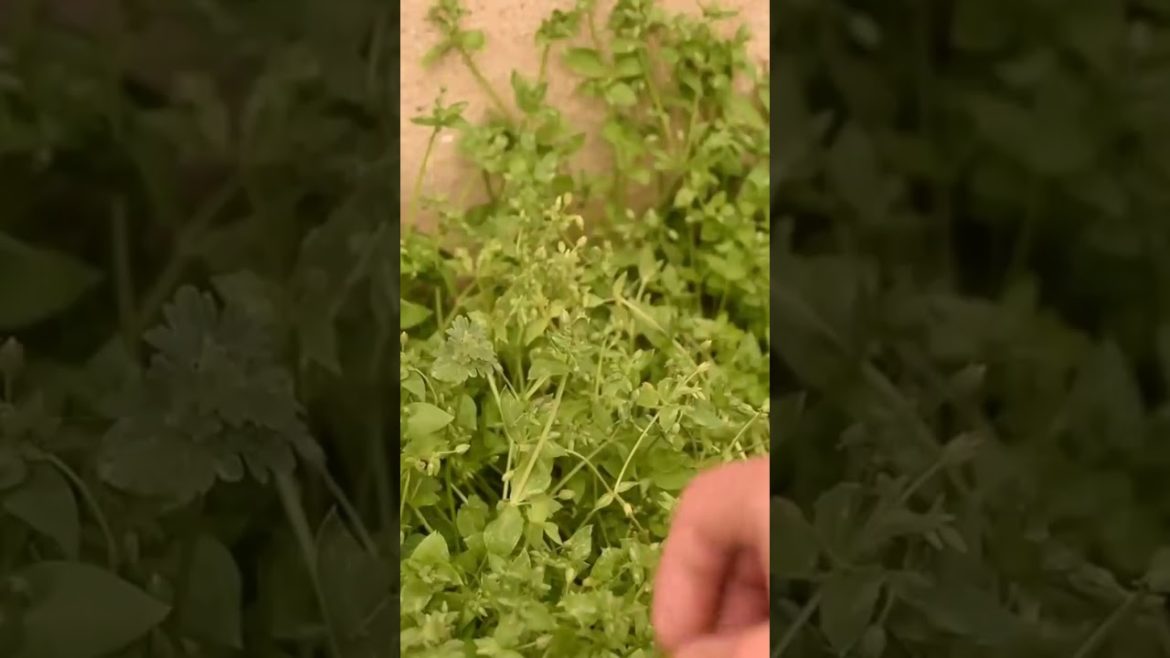 Chickweed : A Delicious Wild Edible in Your Yard! #shorts