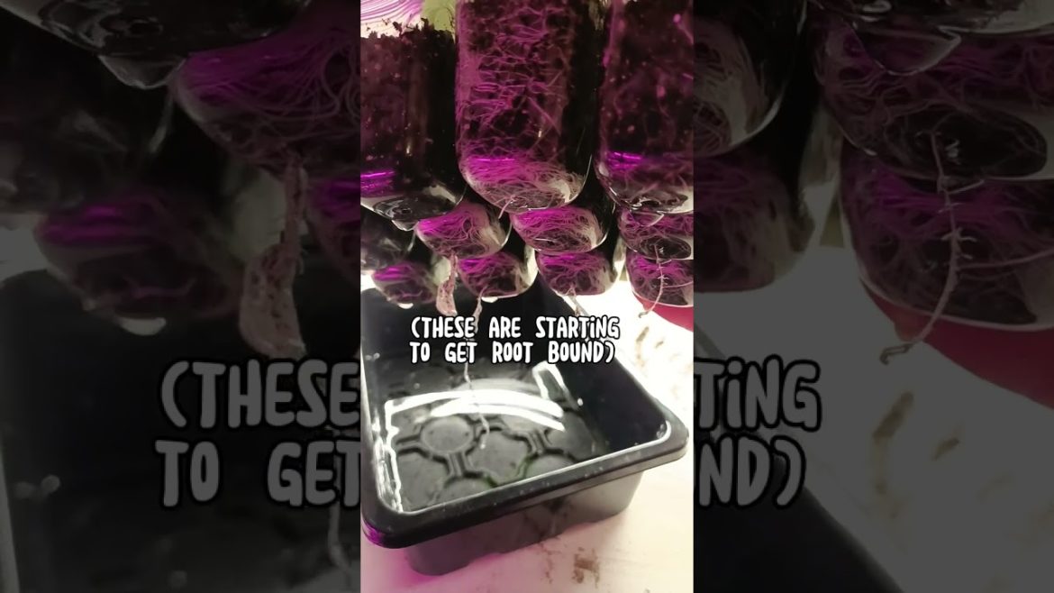 When to UP POT your seedlings! #gardening #seedstarting #seeds #texasgarden #gardentips #growfood When to UP POT your seedlings! #gardening #seedstarting #seeds #texasgarden #gardentips #growfood