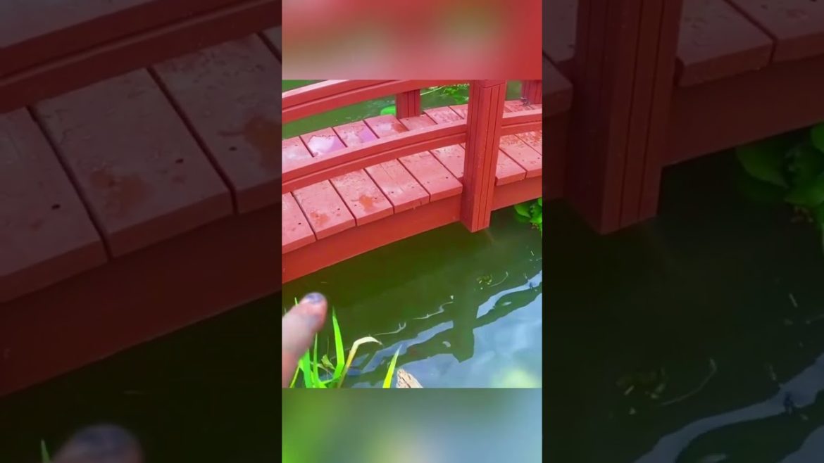 A Large Koi Pond in the Backyard With A Waterfall And Bridge A Large Koi Pond in the Backyard With A Waterfall And Bridge