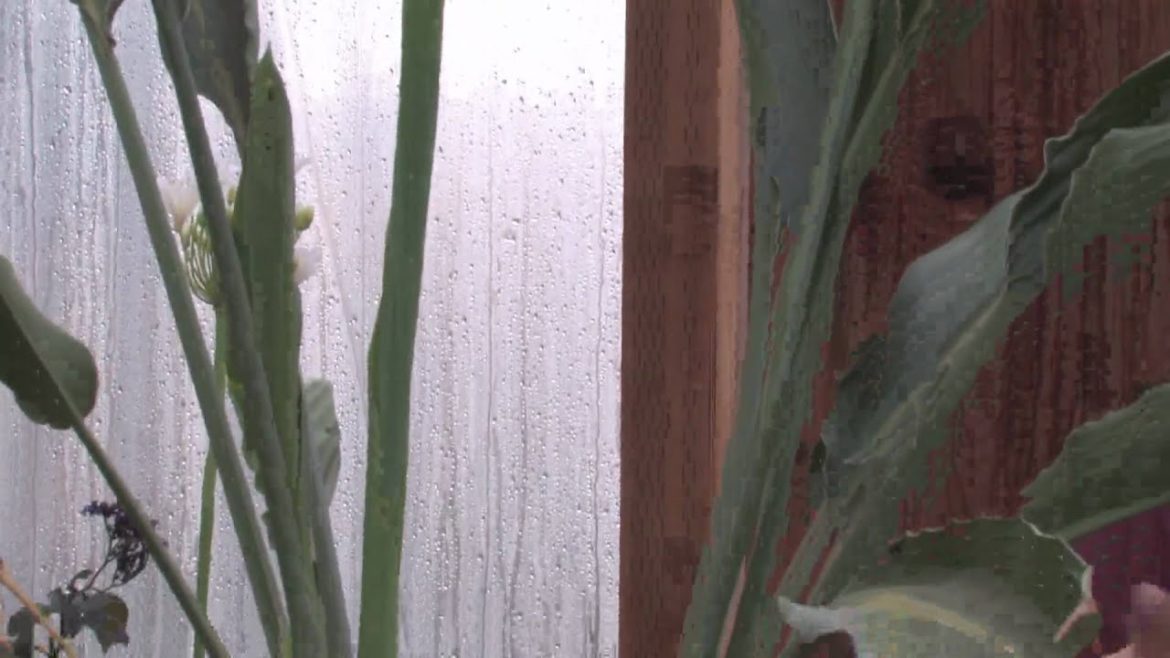 Gardening Tips : How to Grow Bird-of-Paradise (Strelitzia Reginae) Gardening Tips : How to Grow Bird-of-Paradise (Strelitzia Reginae)