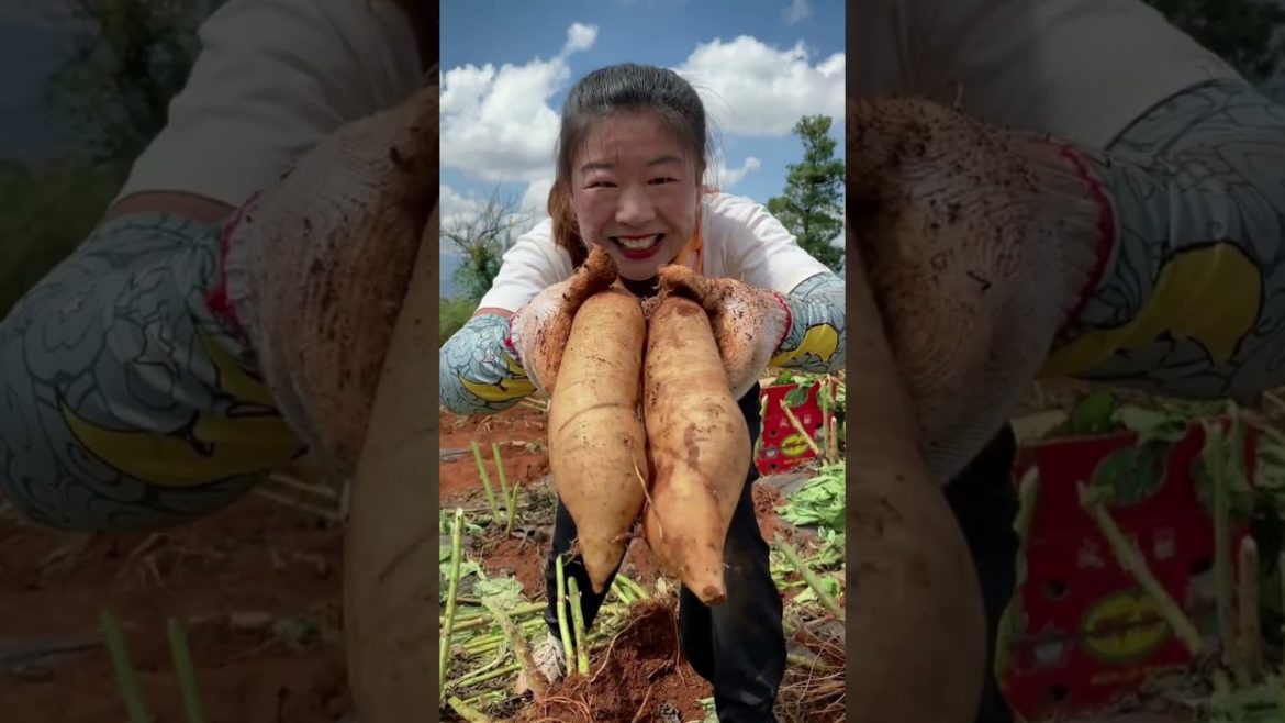 big sweet potato farming #shorts big sweet potato farming #shorts
