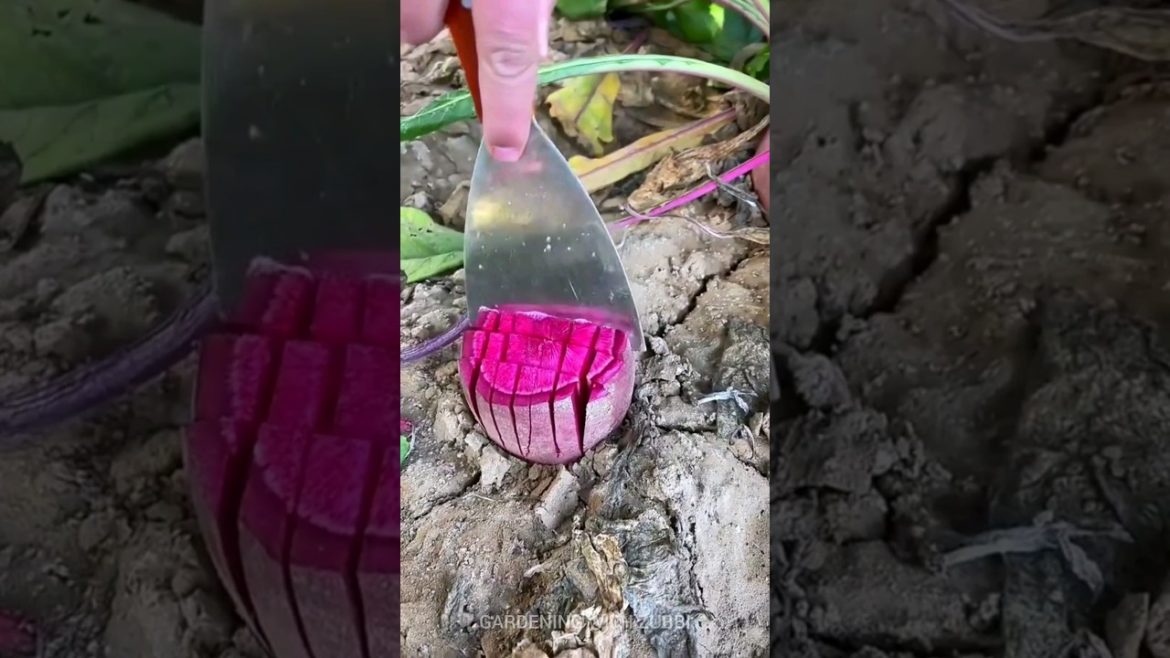 #shorts Beetroot Cutting | Gardening Tips #gardening #viral #fruit #asmr #G3 #shorts Beetroot Cutting | Gardening Tips #gardening #viral #fruit #asmr #G3