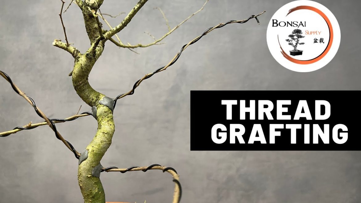 Thread Grafting | Bonsai Technique | The Bonsai Supply Thread Grafting | Bonsai Technique | The Bonsai Supply