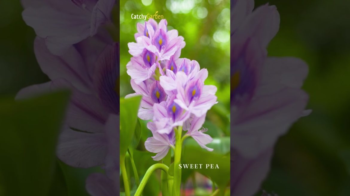 This February, Grow These 9 BEST Unusual Plants πΊπ· // #shorts #short This February, Grow These 9 BEST Unusual Plants πΊπ· // #shorts #short