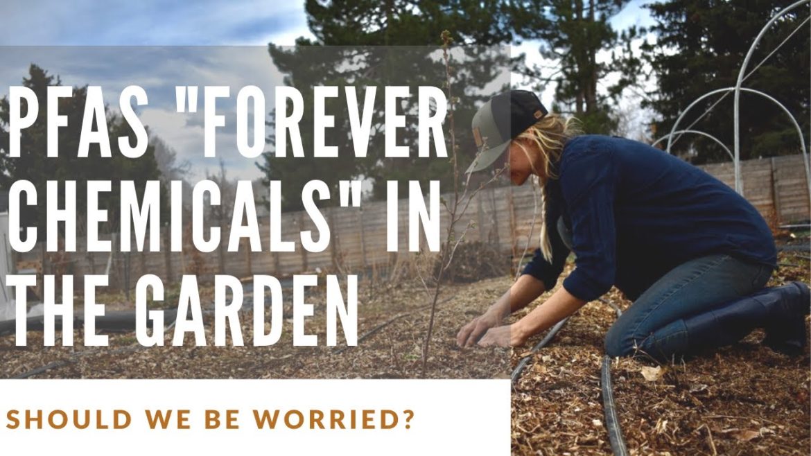 PFAS in the garden: should we be concerned?