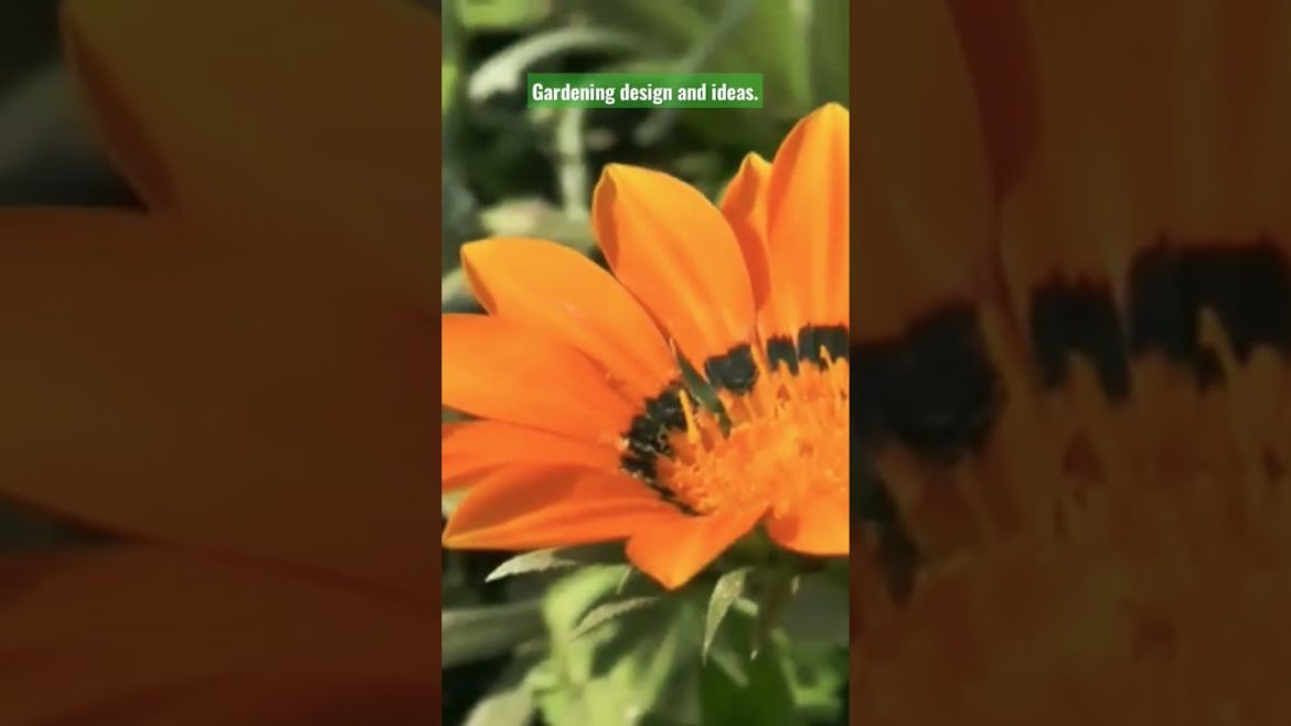 Gardening design ideas. #viral #viralvideo #gardening #design #shorts . Gardening design ideas. #viral #viralvideo #gardening #design #shorts .